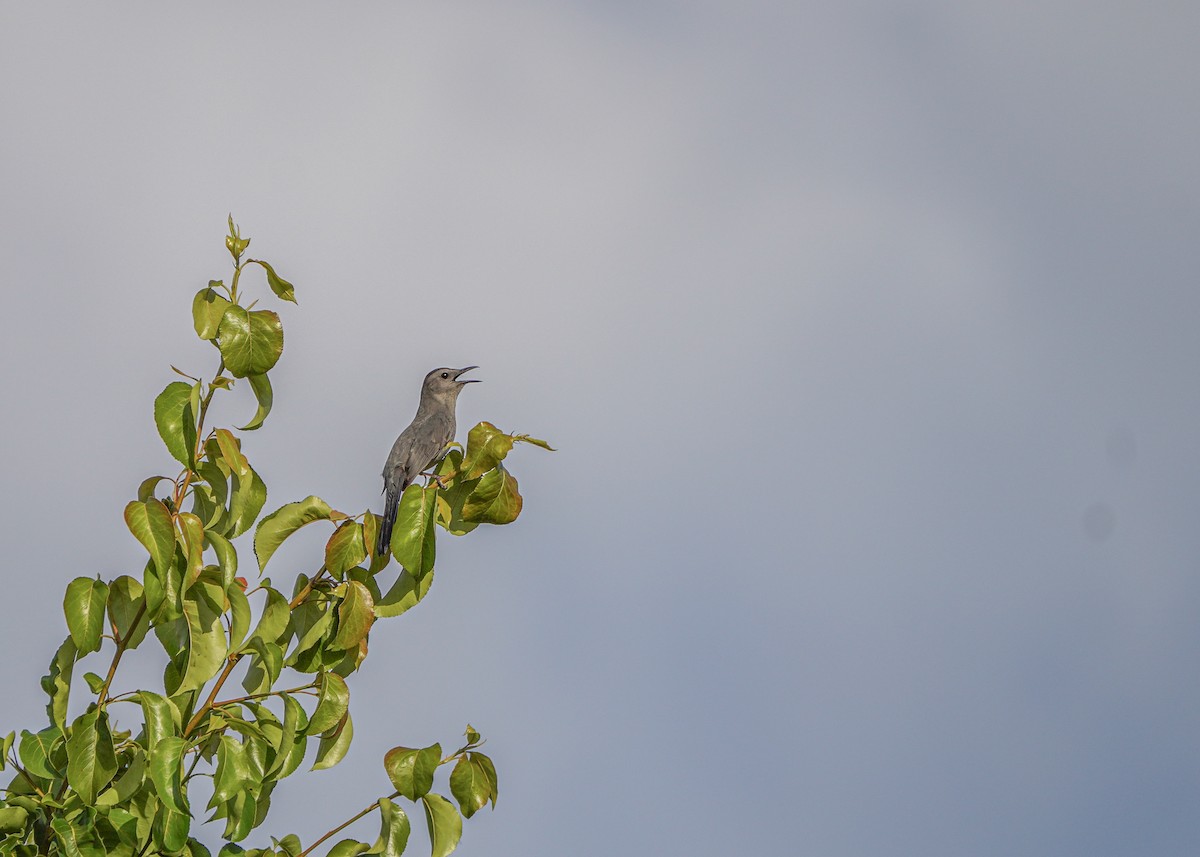 Gray Catbird - ML618367357