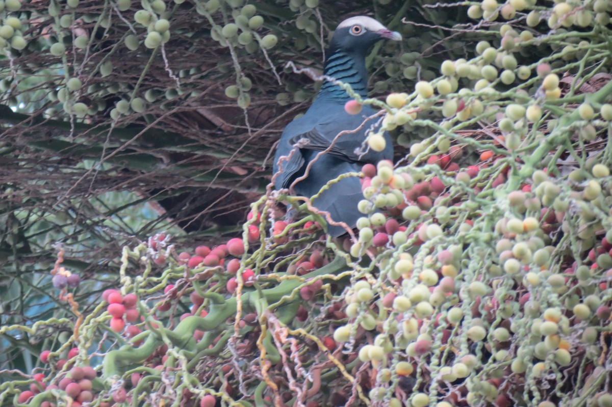 White-crowned Pigeon - ML618367365