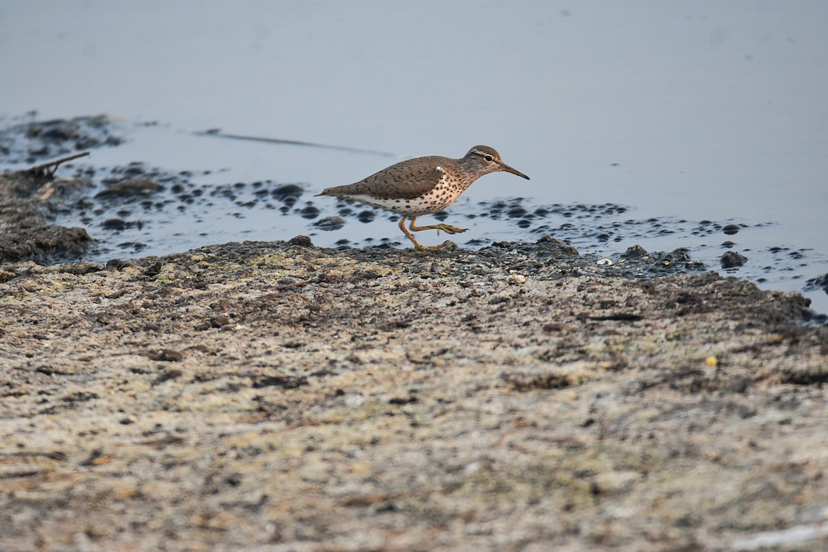 Spotted Sandpiper - ML618367368