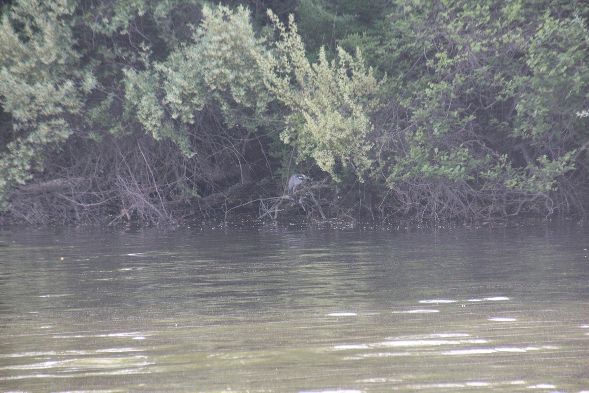 Yellow-crowned Night Heron - Chip Burr