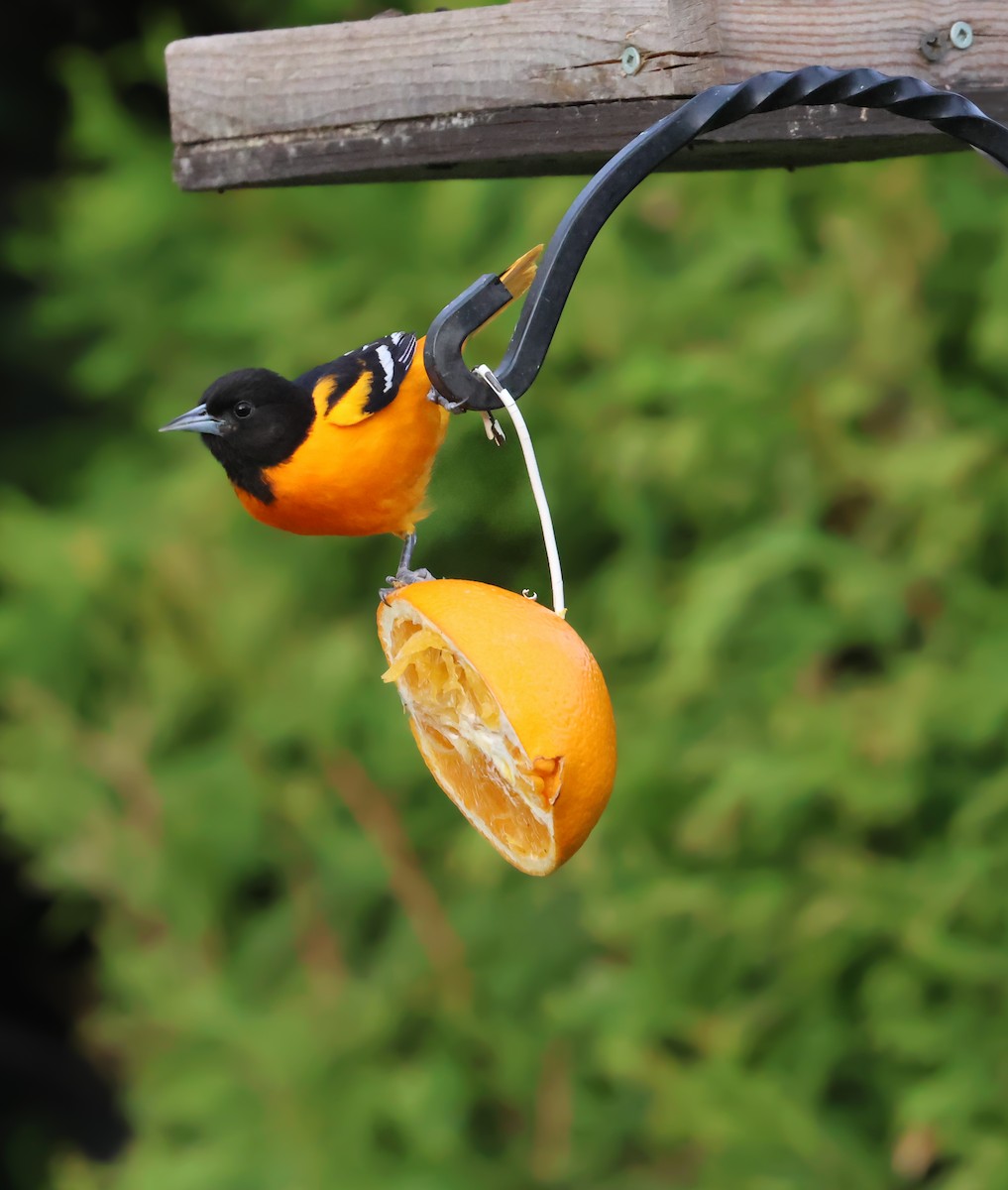 Baltimore Oriole - ML618367416