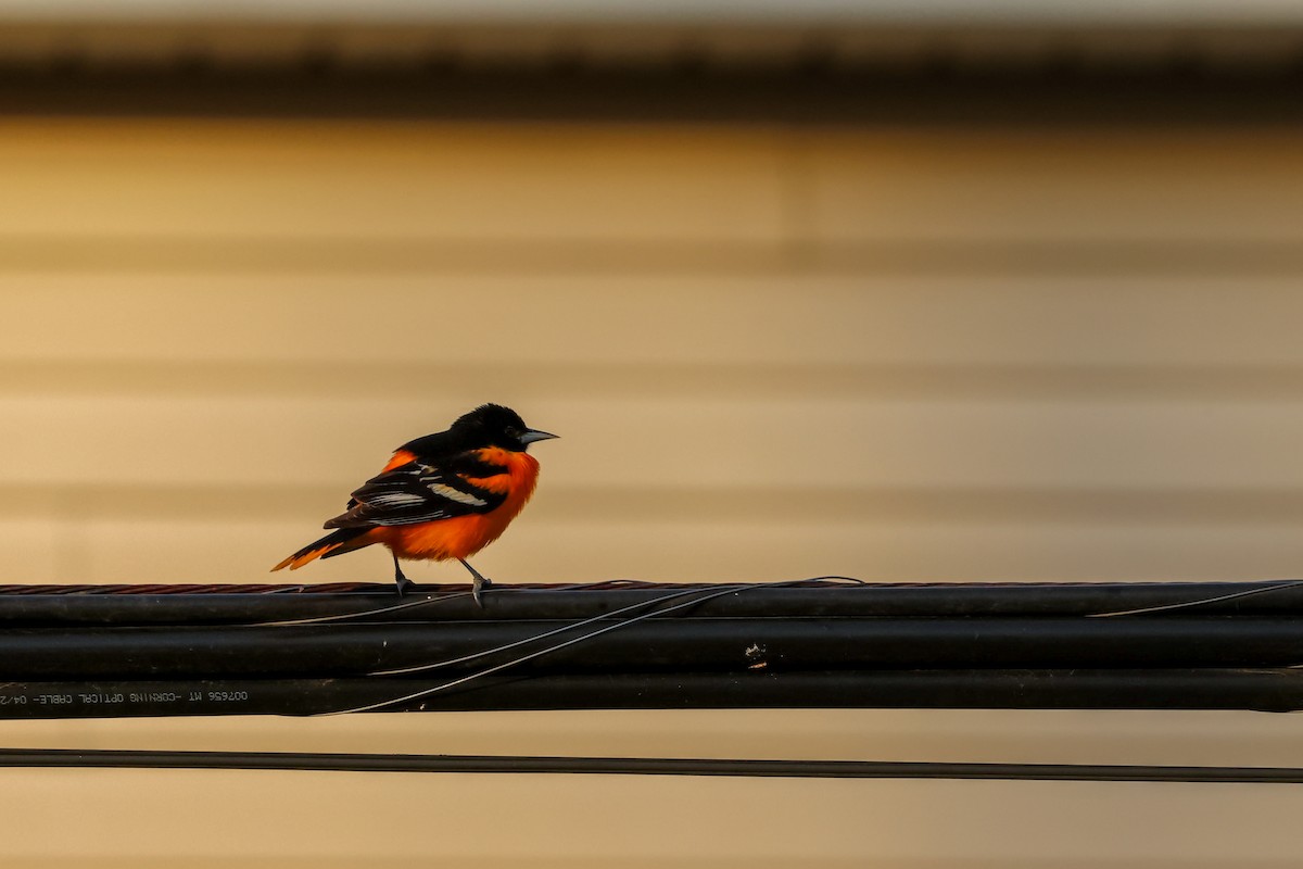 Baltimore Oriole - ML618367417