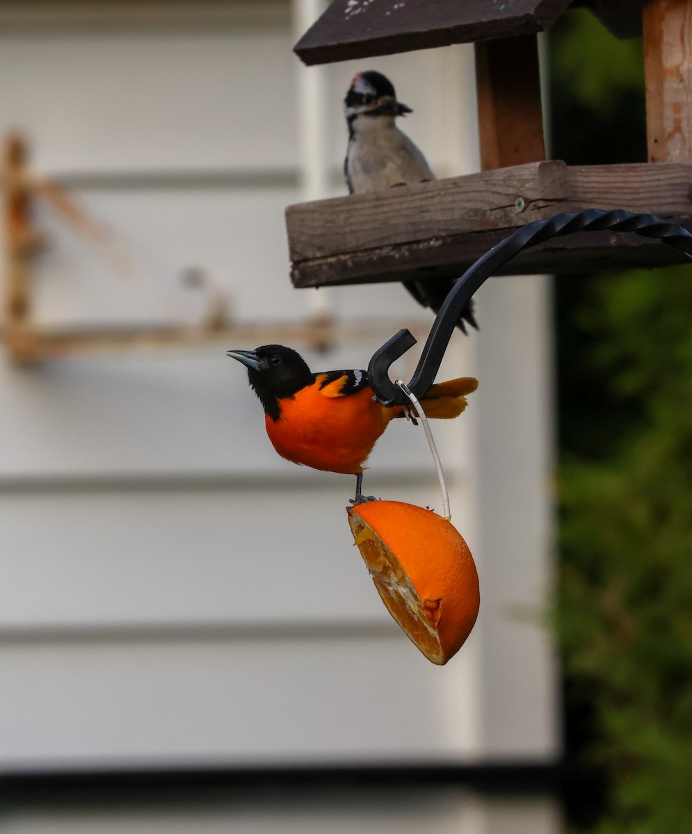 Baltimore Oriole - ML618367418