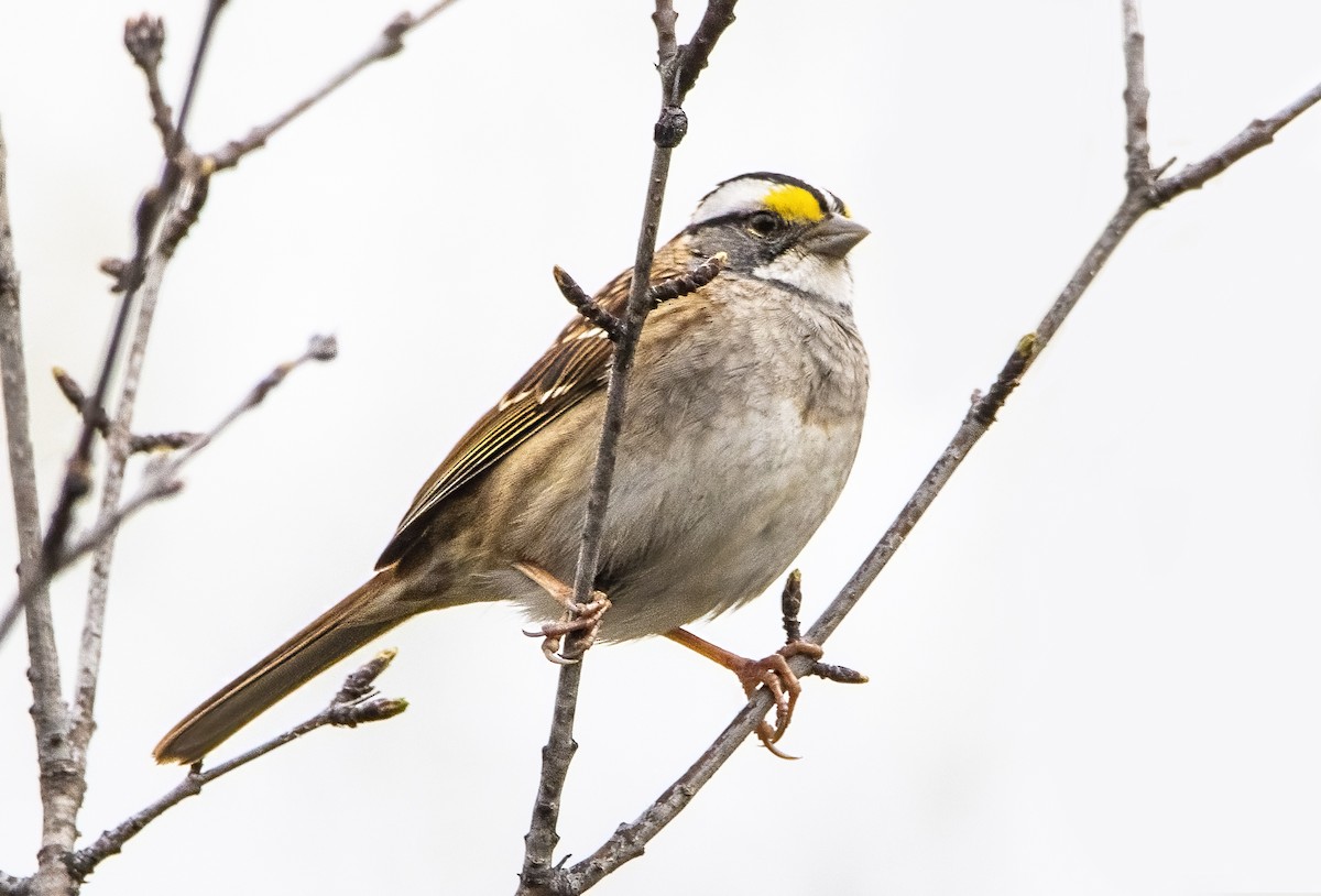 White-throated Sparrow - Jean Hebert