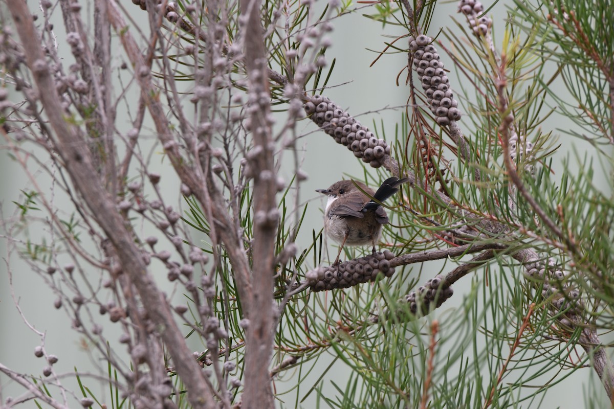 Superb Fairywren - ML618367499