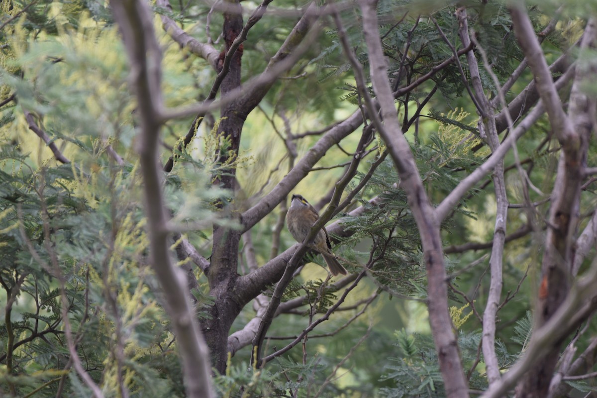 Yellow-faced Honeyeater - ML618367508