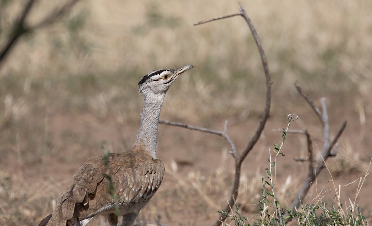 Arabian Bustard - ML618367515