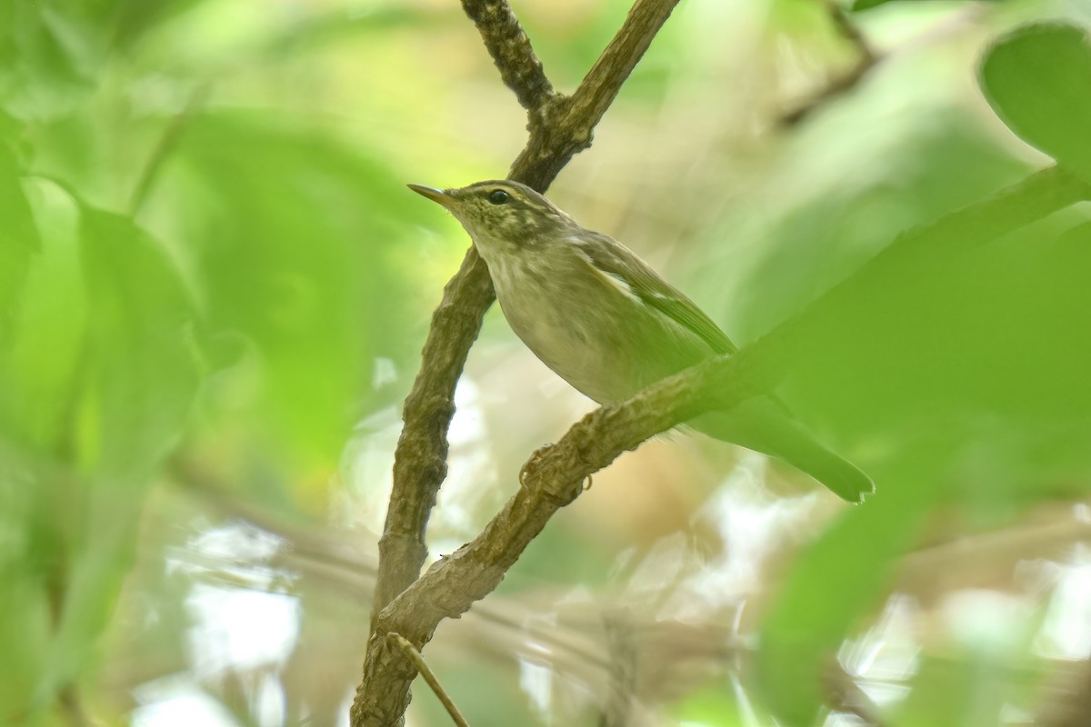 Arctic/Kamchatka Leaf Warbler - ML618367522