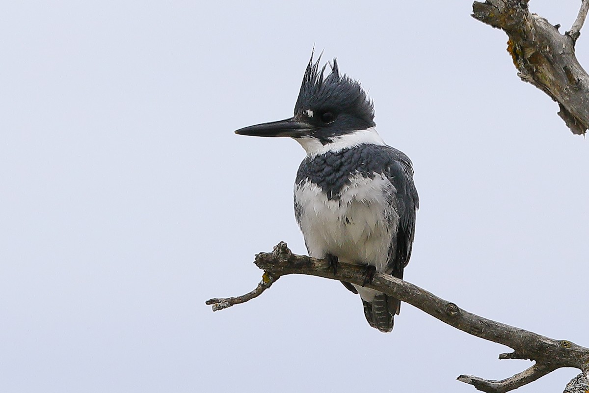 Belted Kingfisher - Bob Shettler