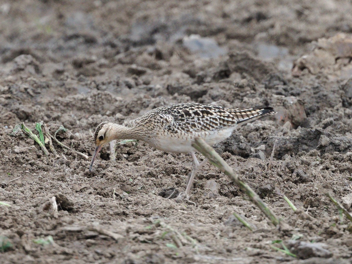Little Curlew - ML618367613