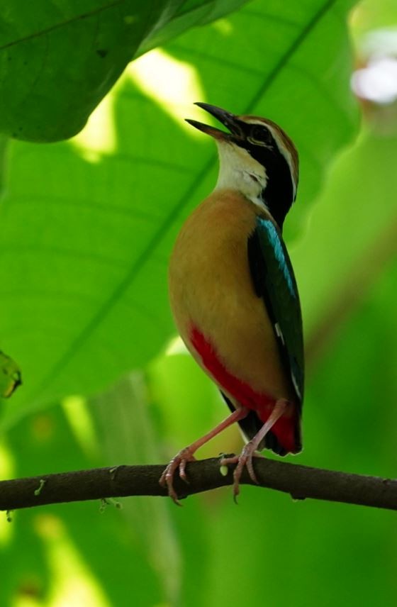 Indian Pitta - Irvin Calicut