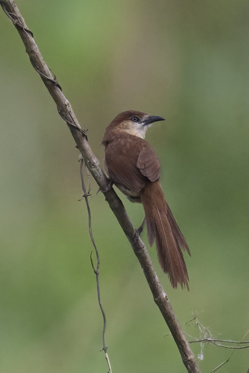 Slender-billed Babbler - ML618367701