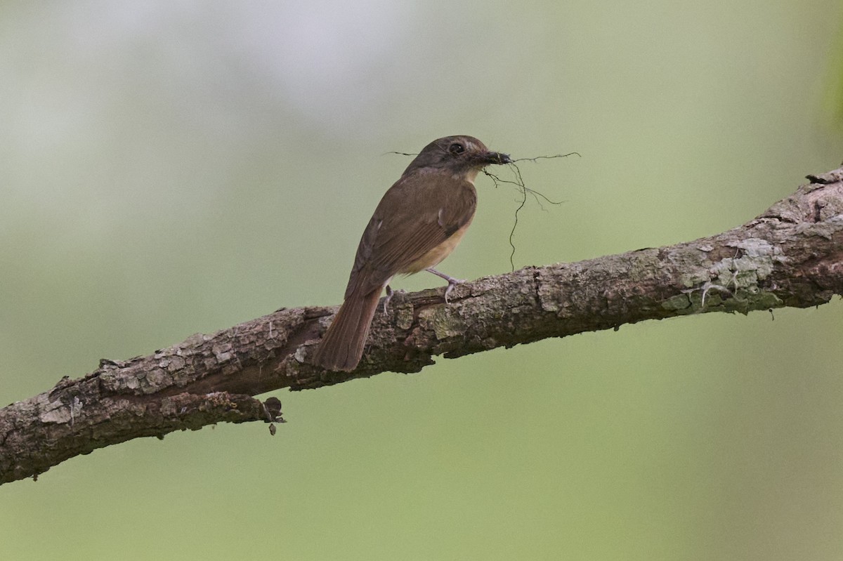 Pale-chinned Flycatcher - Manjunath Desai