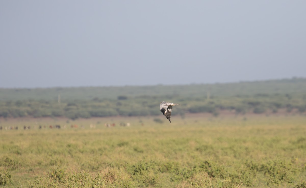 Montagu's Harrier - simon walkley