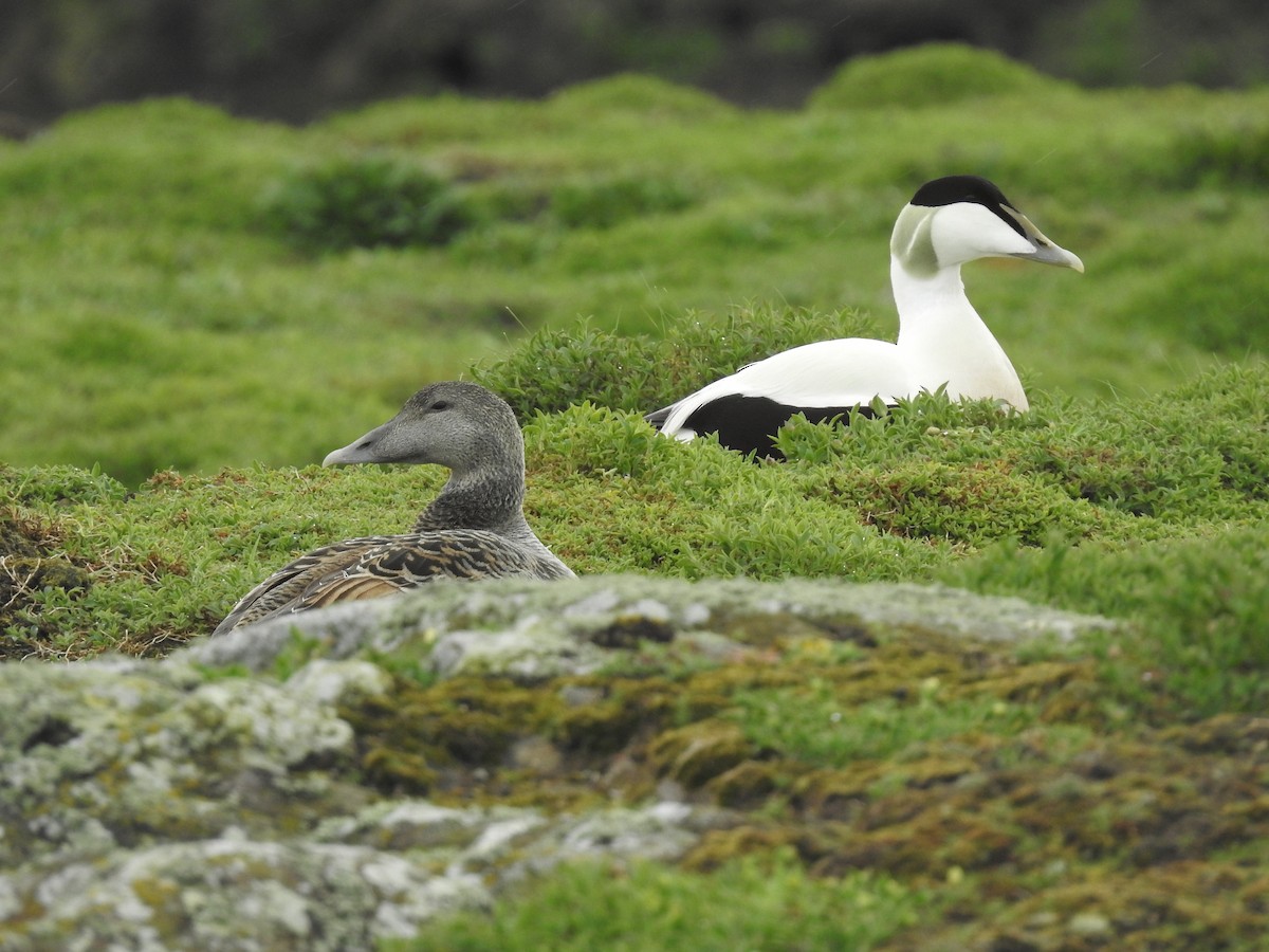 Common Eider - ML618367749