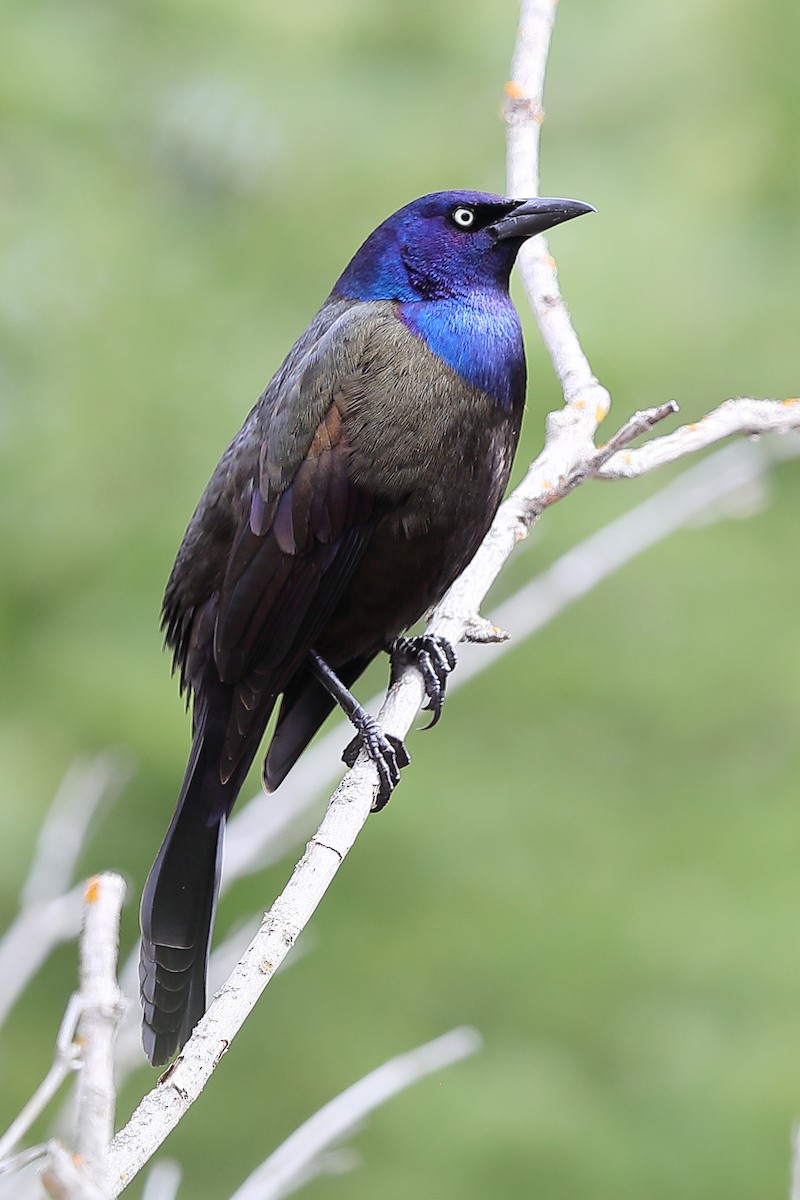 Common Grackle - ML618367770