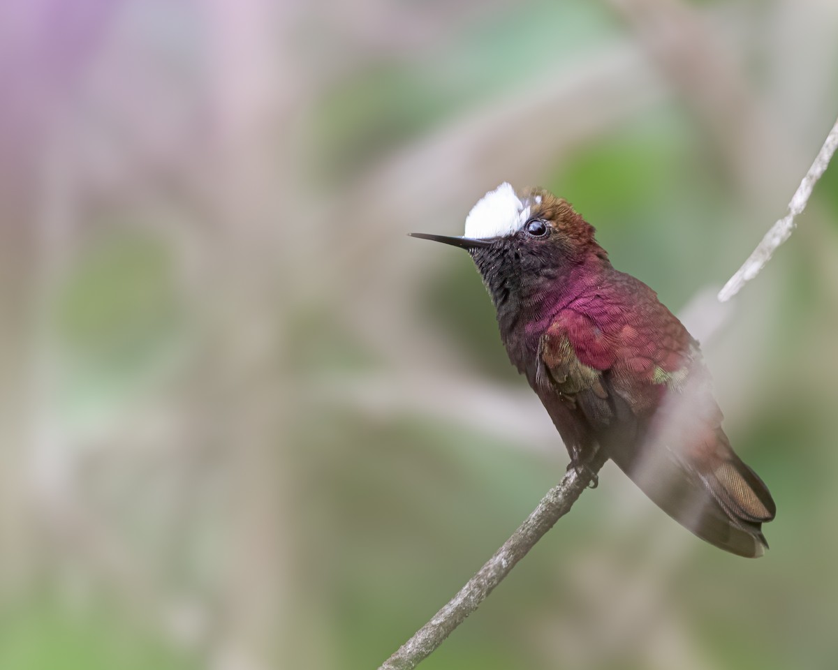 Colibri à coiffe blanche - ML618367774