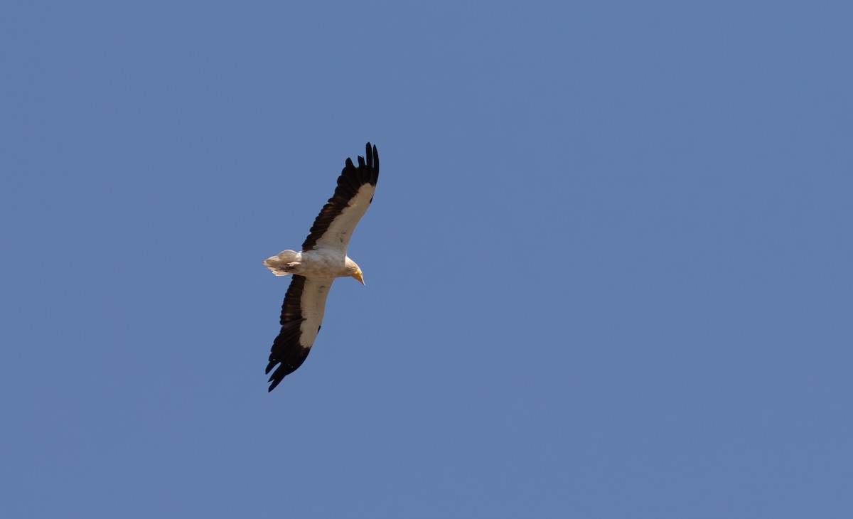 Egyptian Vulture - ML618367780