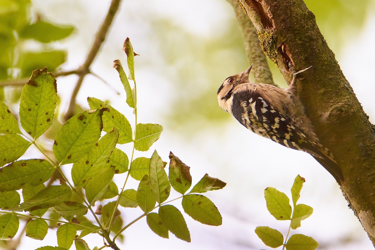 Lesser Spotted Woodpecker - ML618367782