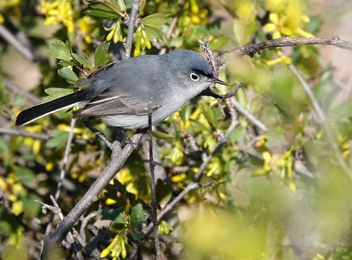 Blue-gray Gnatcatcher - Doug Swartz