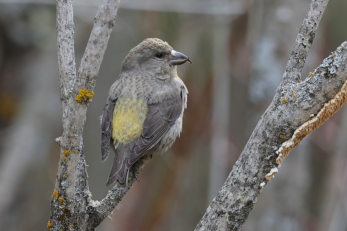 Red Crossbill - ML618367797