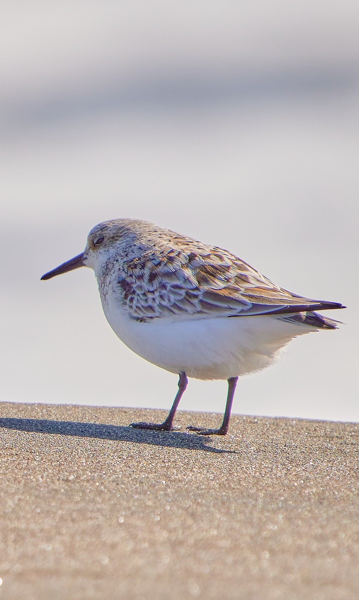 Sanderling - Angélica  Abarca