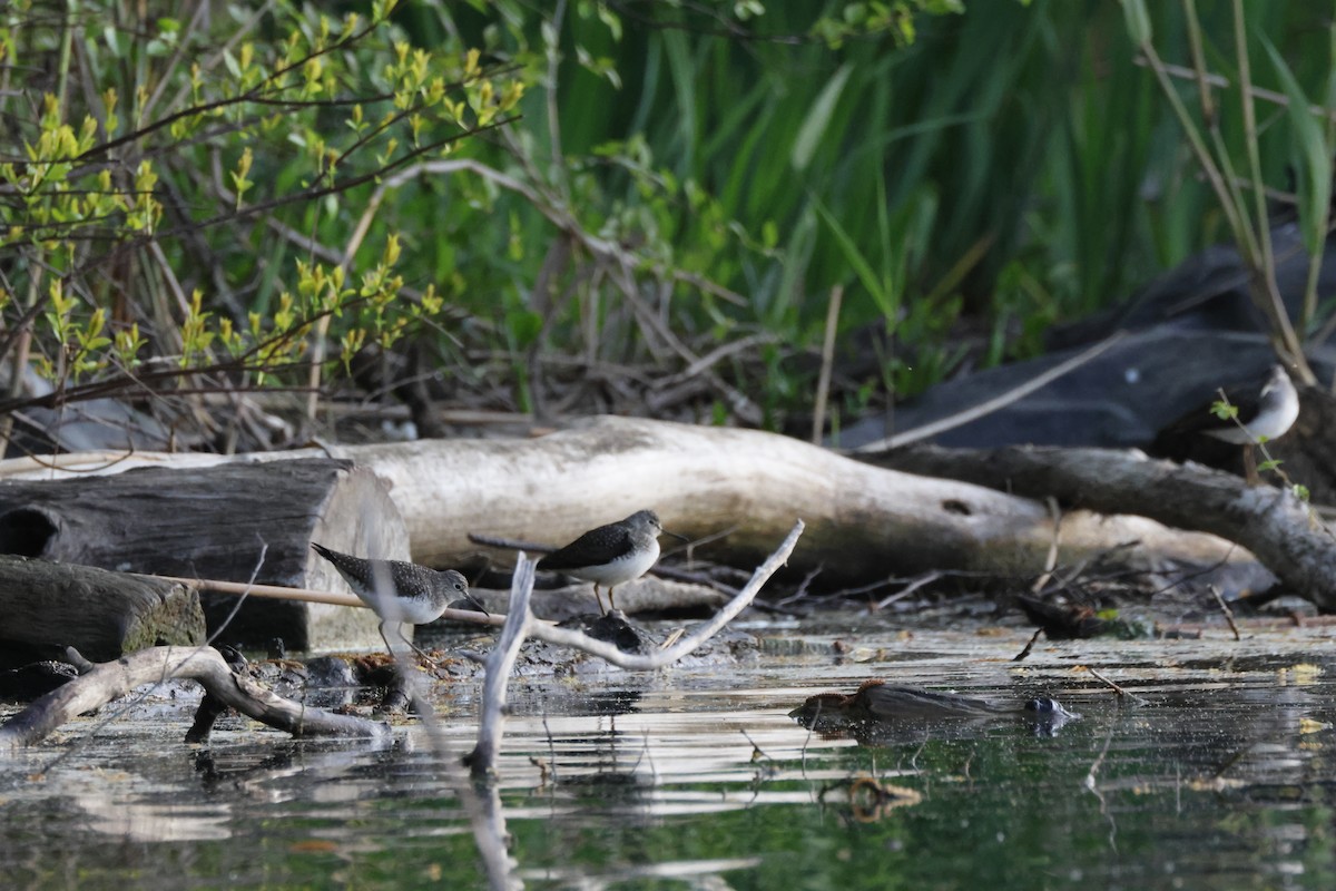 Solitary Sandpiper - ML618367864