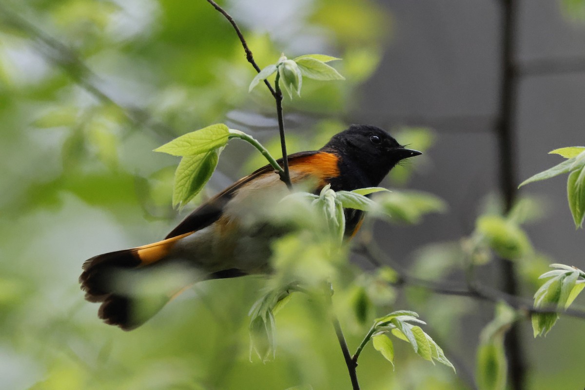 American Redstart - ML618367873