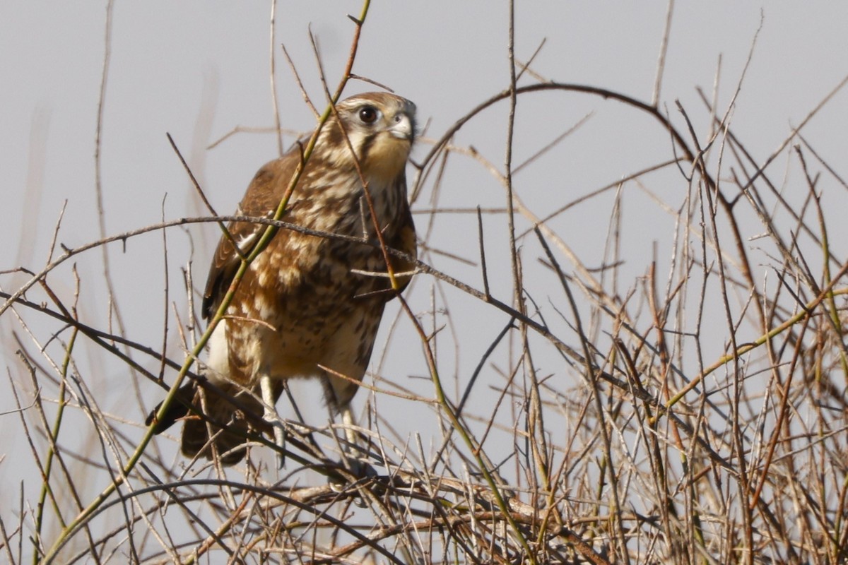 Brown Falcon - ML618367881