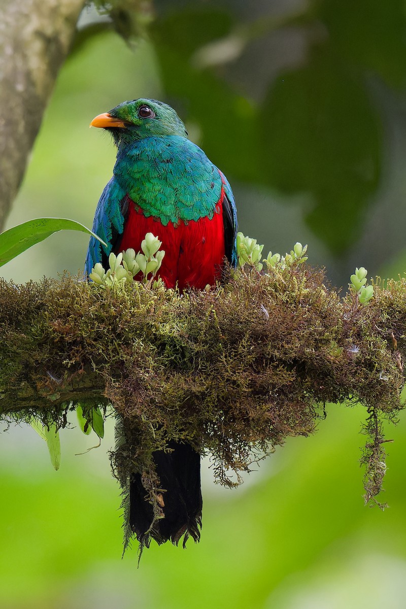 Golden-headed Quetzal - ML618367883
