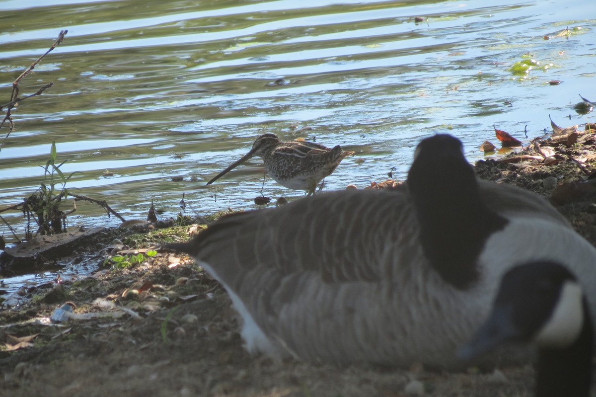 Wilson's Snipe - ML618367897