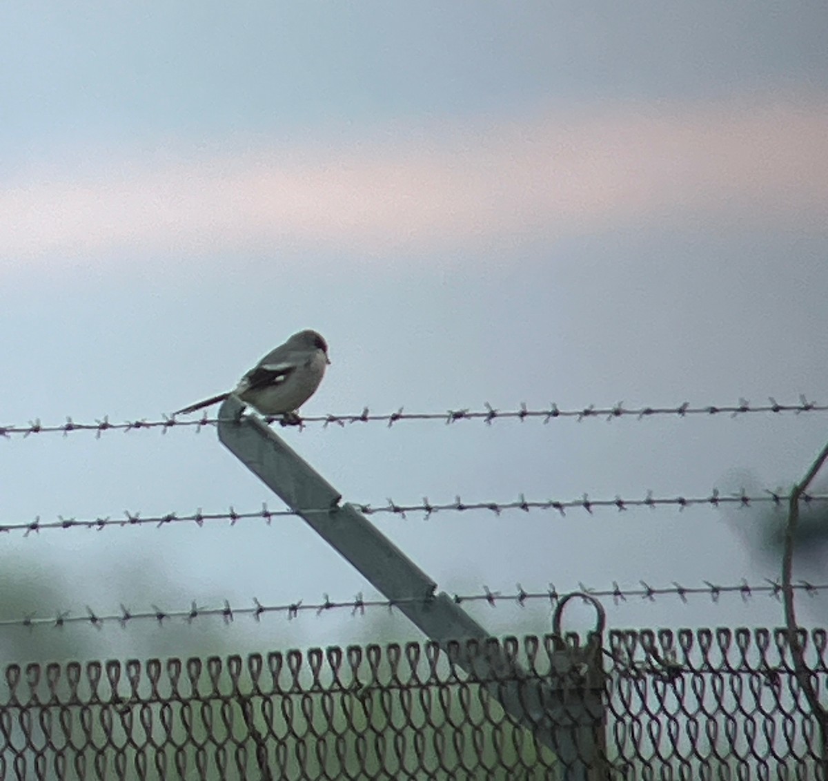 Loggerhead Shrike - ML618367914