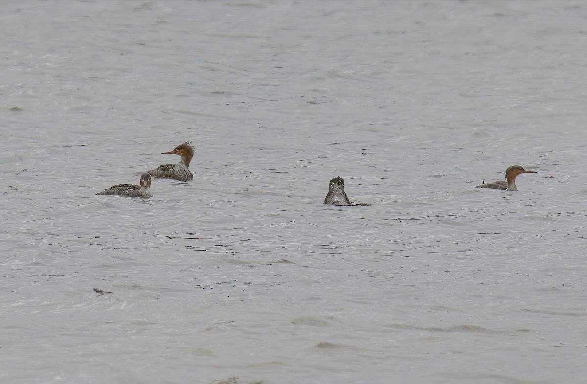 Red-breasted Merganser - Cynthia McAllister