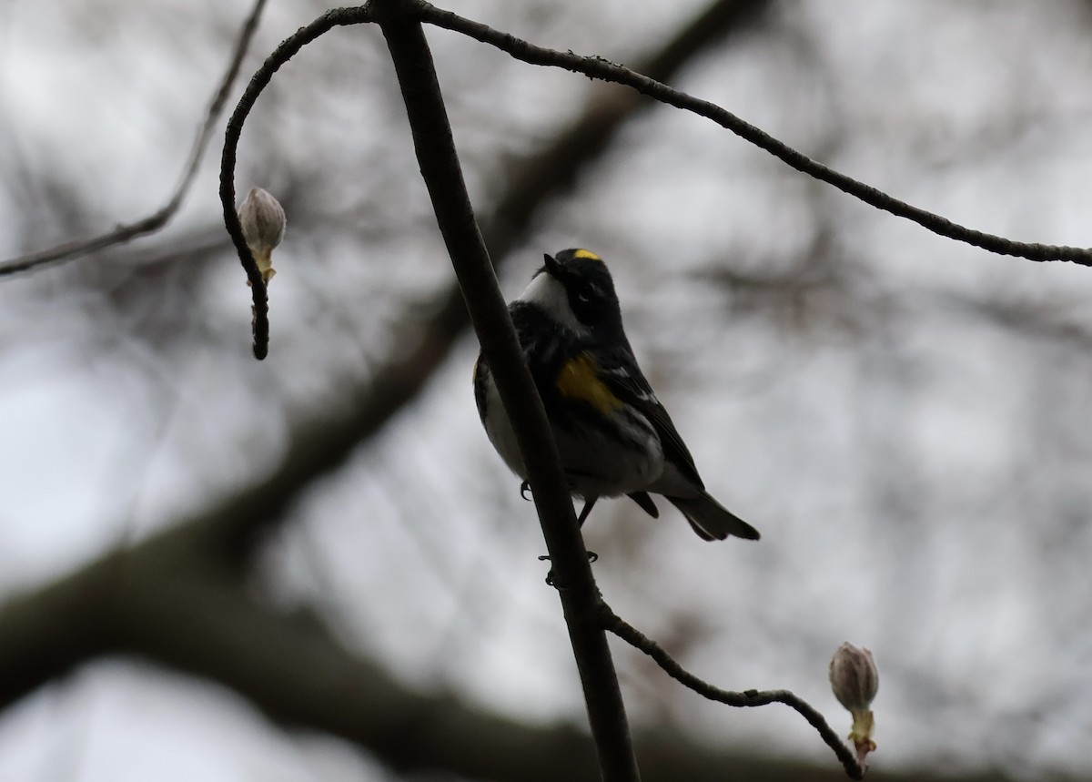 Paruline à croupion jaune - ML618367932