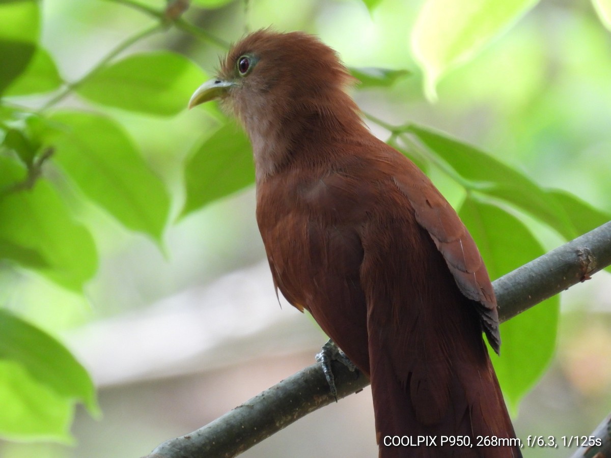 Squirrel Cuckoo - Nelva de Daly