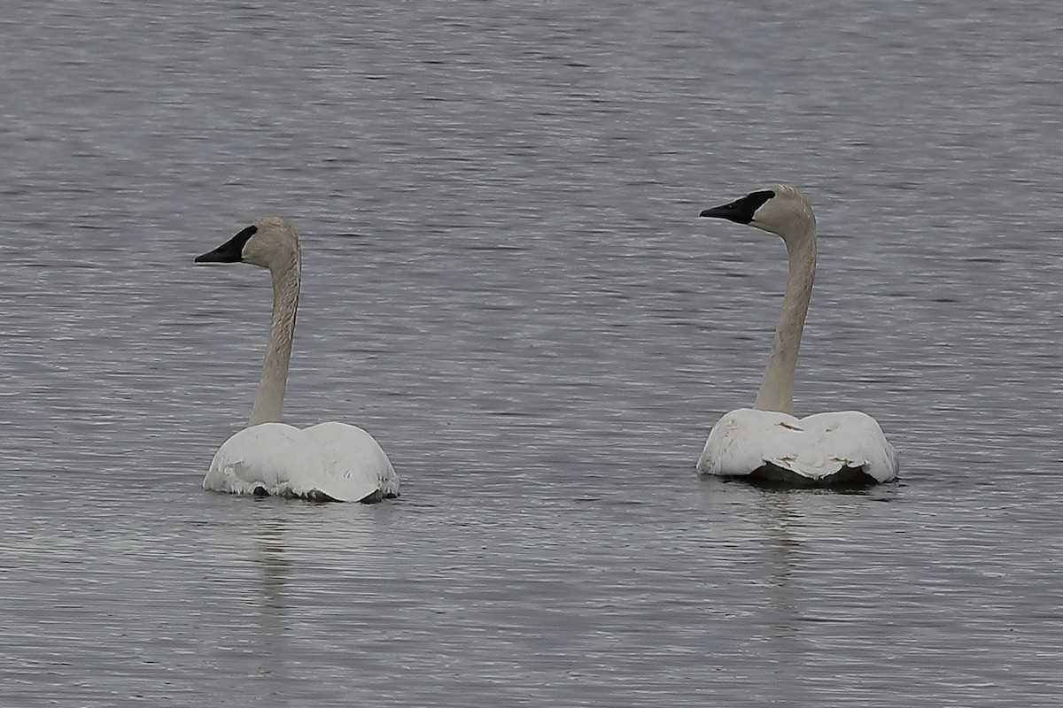 Trumpeter Swan - ML618367938