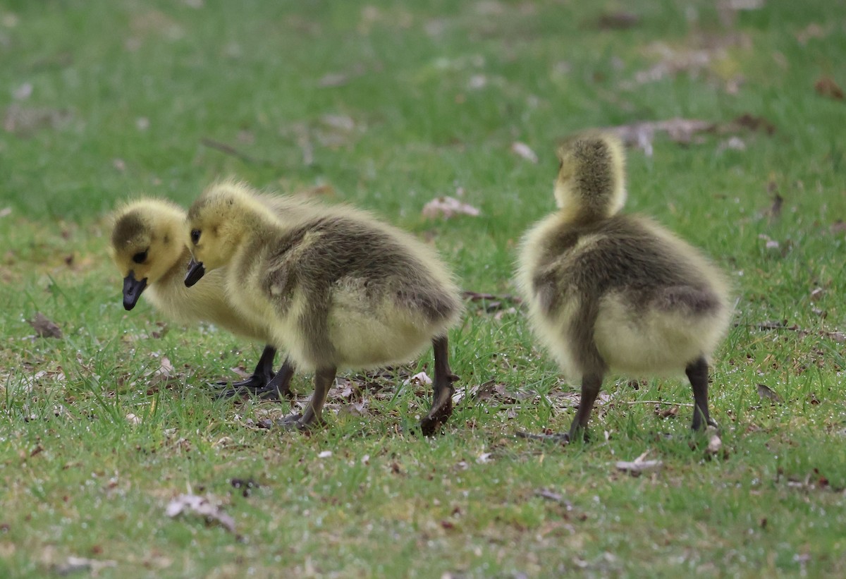 Canada Goose - ML618367939