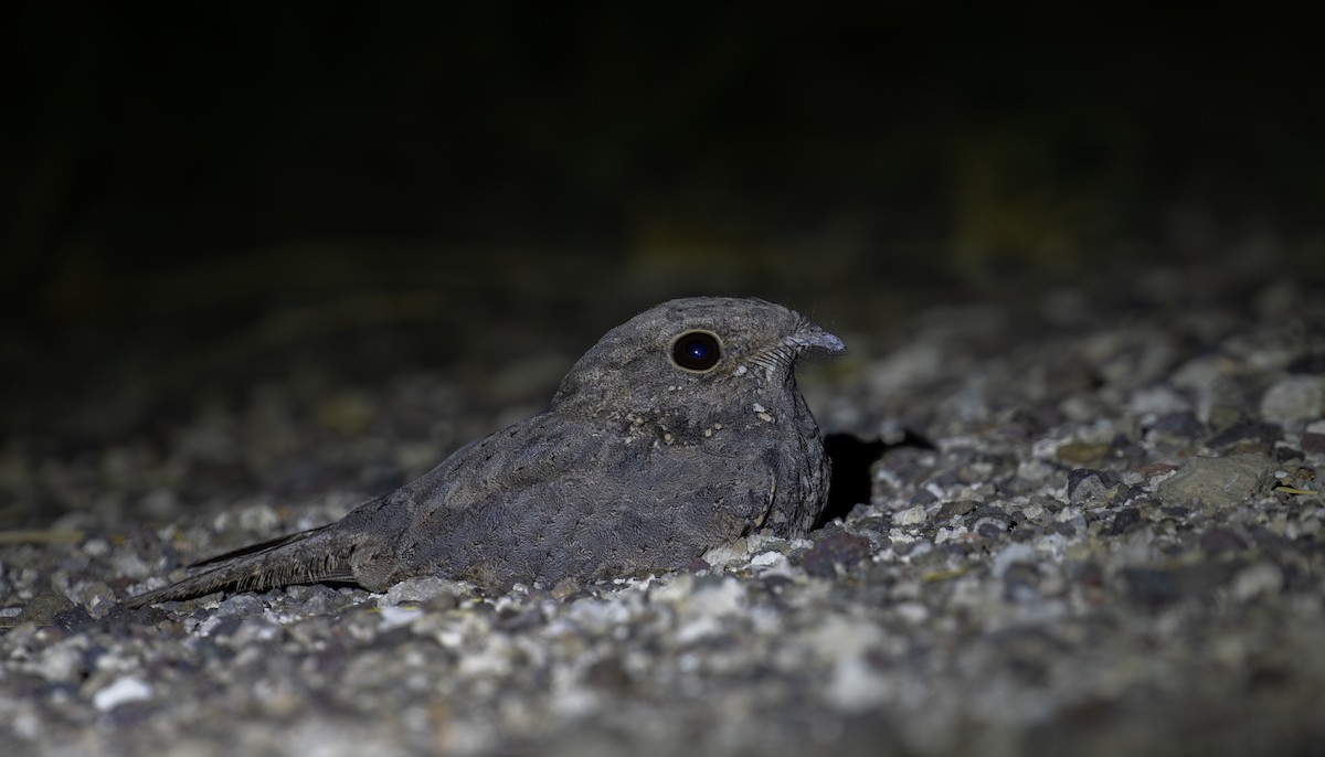 Star-spotted Nightjar - ML618367941