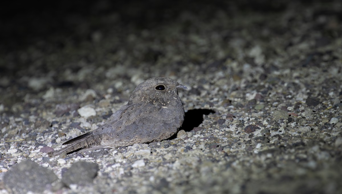 Star-spotted Nightjar - ML618367942