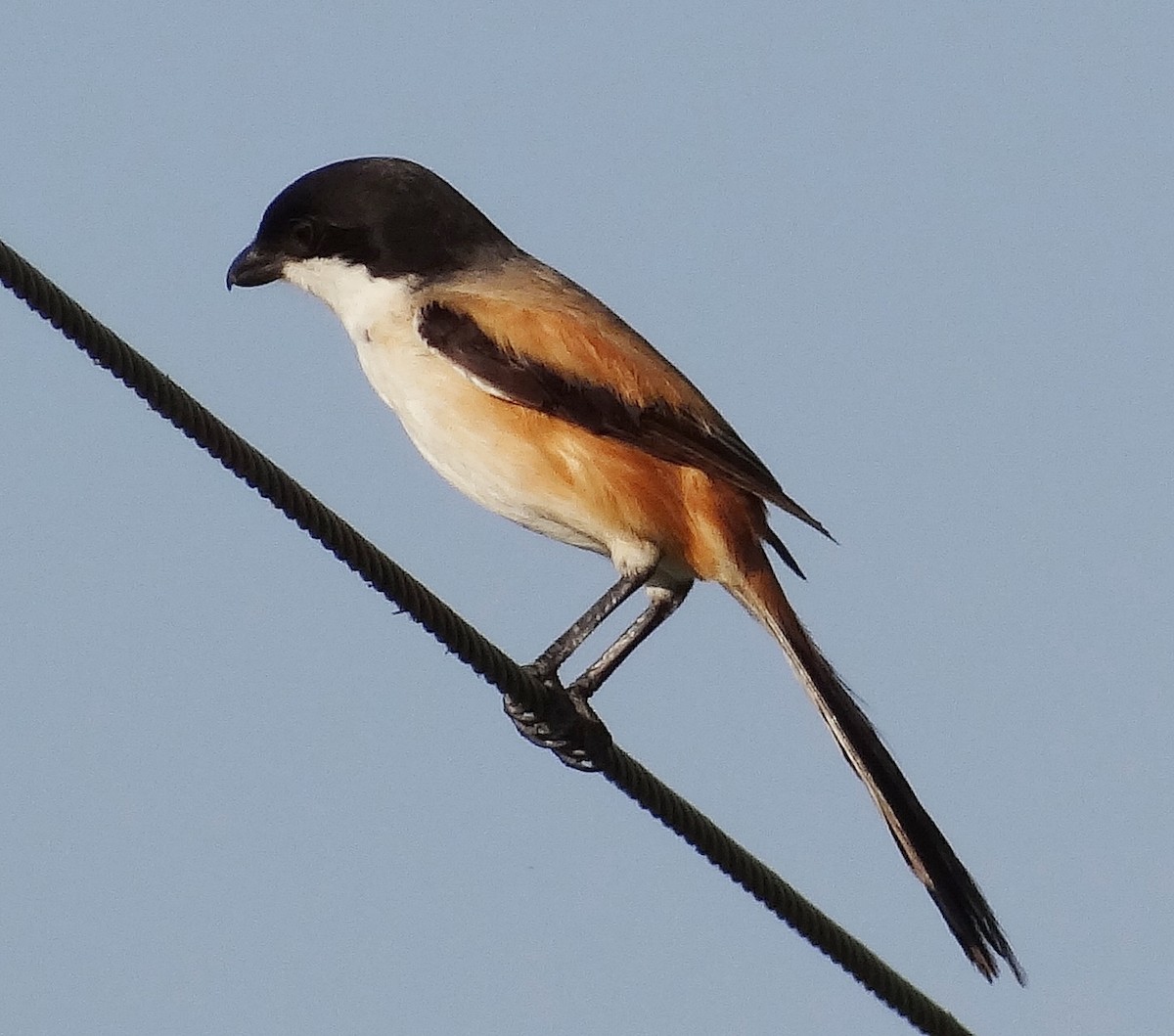 Long-tailed Shrike - ML618367952