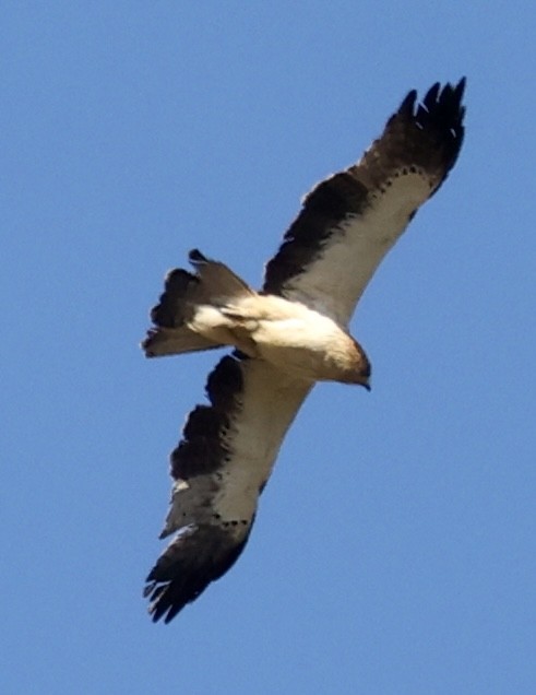 Booted Eagle - ML618367959