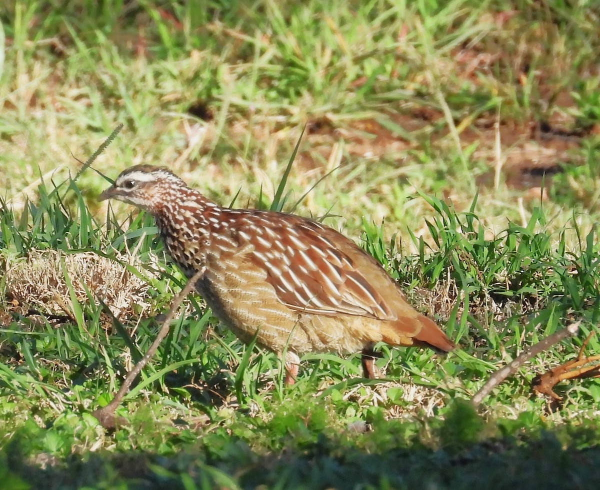 Crested Francolin - ML618368014