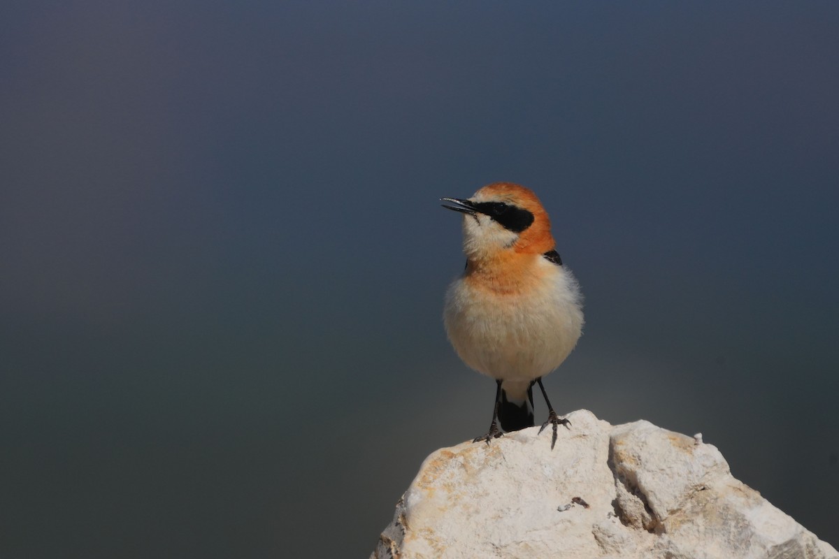 Western Black-eared Wheatear - Victoriano Mora Morillo