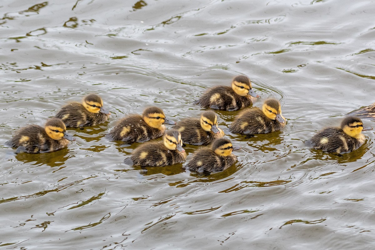 Mottled Duck - Thomas Carlile