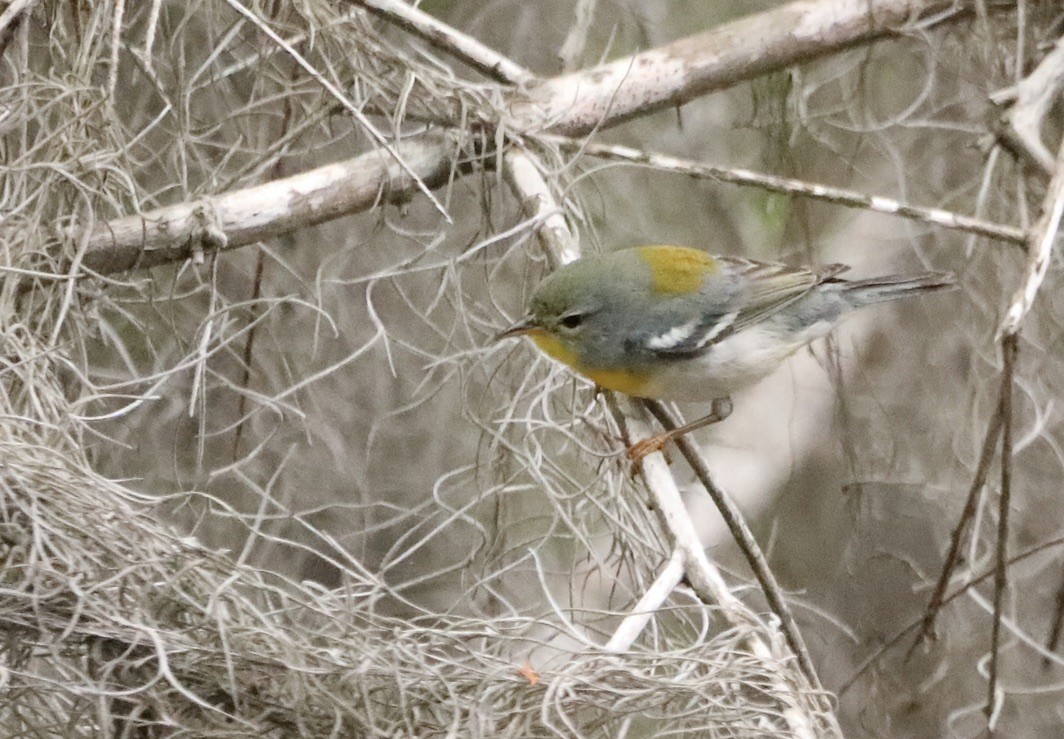 Northern Parula - Michael Morton