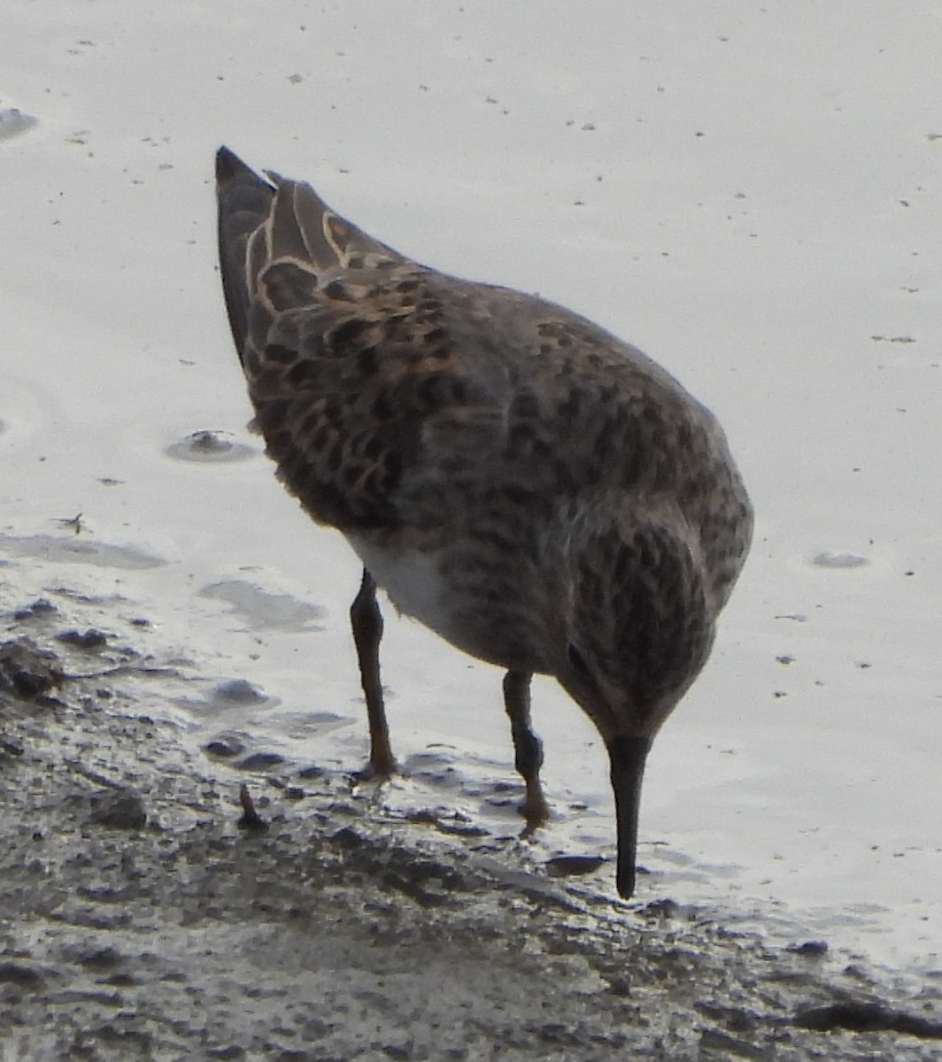 Temminck's Stint - Chandan Dalawat