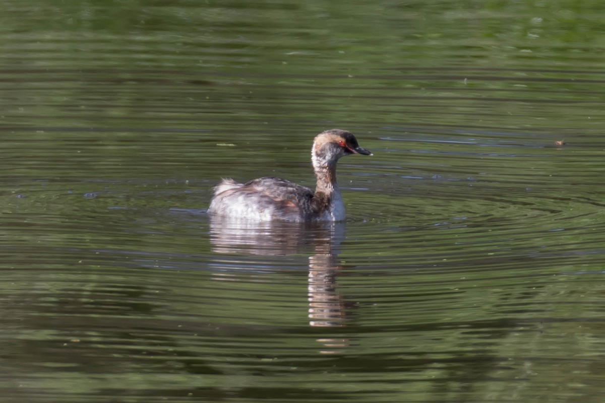 Horned Grebe - Patricia Clark