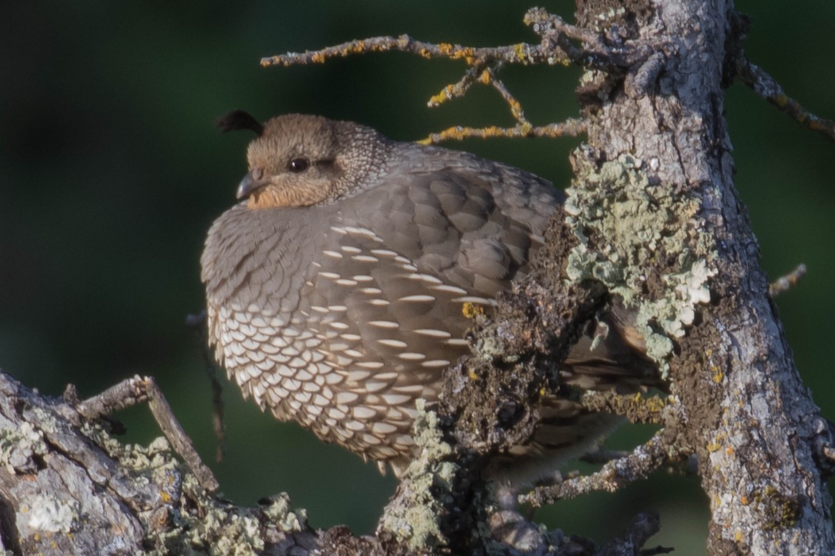 California Quail - ML618368144