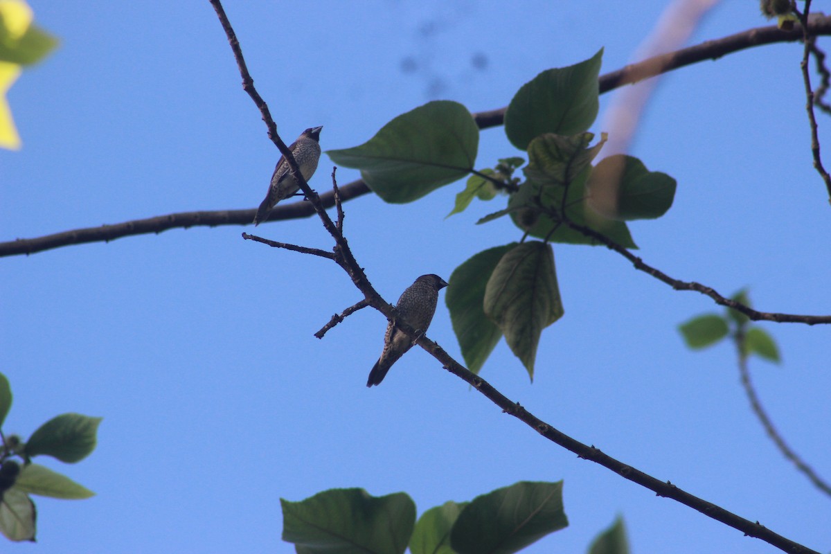 Scaly-breasted Munia - ML618368161