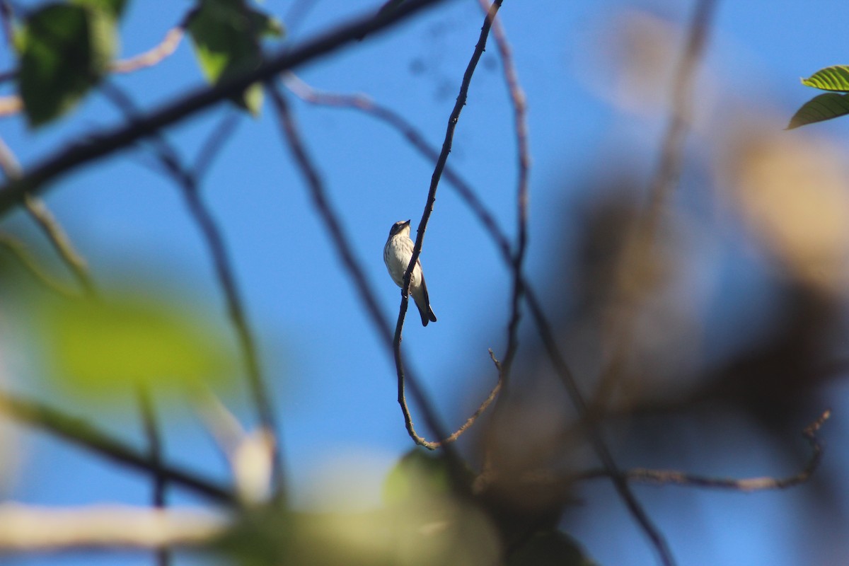 Gray-streaked Flycatcher - Ian Cary Prado